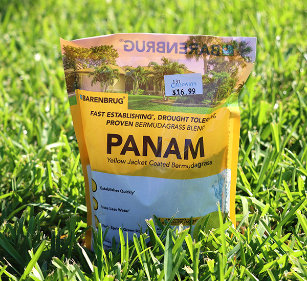 Panam™ Bermudagrass Seed Blend
