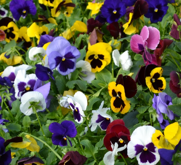 Link to Pre-Order Matrix® Pansies and Save! product page
