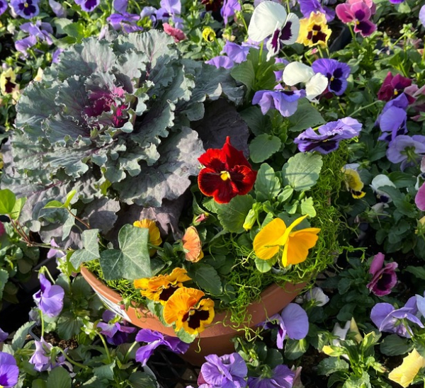 Link to Matrix® Pansies product page