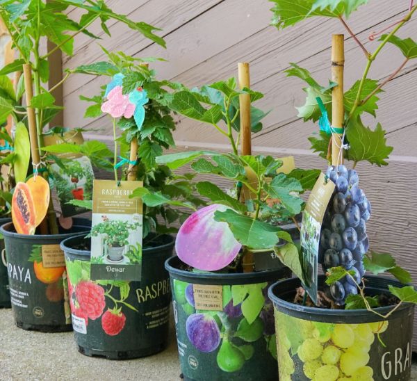 Link to Patio Edibles product page