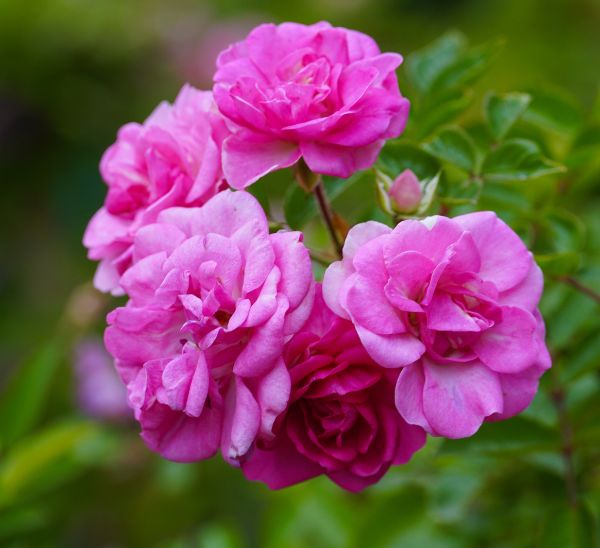Link to Peggy Martin Climbing Rose product page