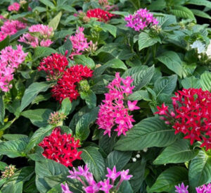 Mixed Pentas