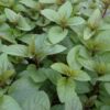 Peppermint Photo 2