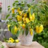 Vegetables for Container Gardens Gallery Image