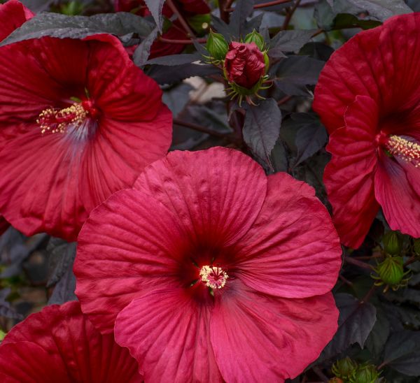 Link to Perennial Hibiscus product page