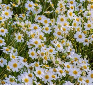 Blackfoot Daisies