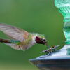 Bird drinking from Perky-Pet® Green Antique Glass Bottle Hummingbird Feeder