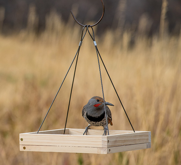 Perky-Pet® Hanging Tray Bird Feeder