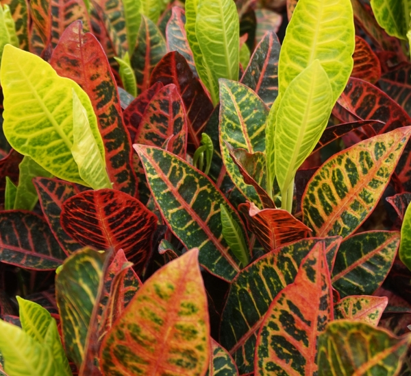 Link to Petra Crotons product page