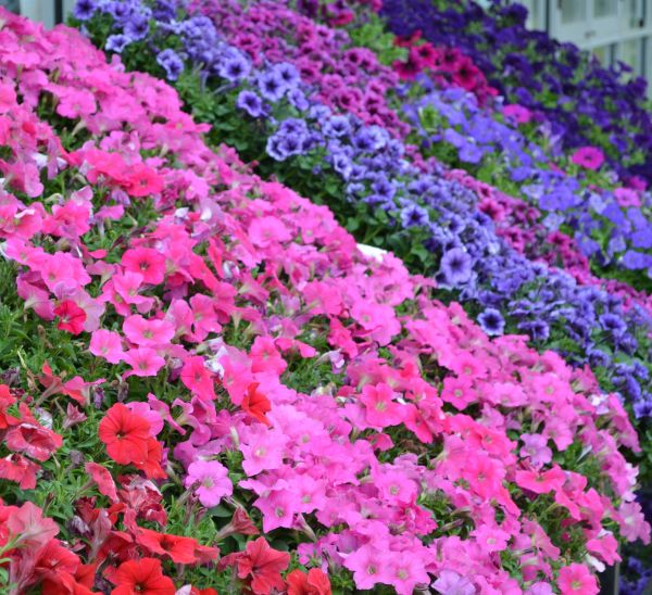 Link to Petunias, Begonias & Impatiens product page