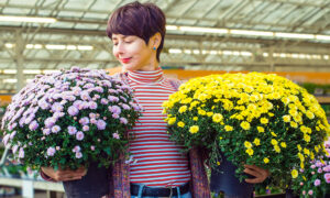 Woman holding two large garden mums