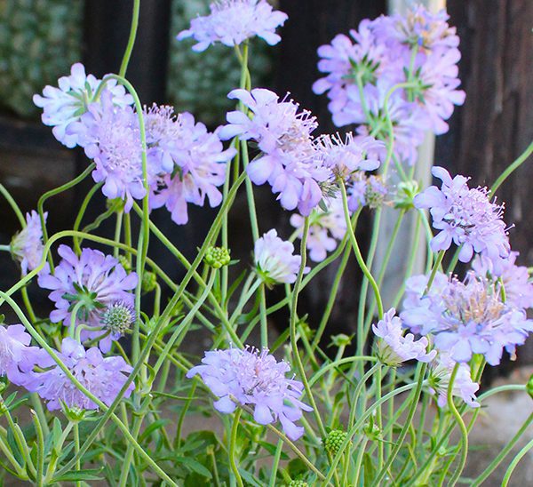 Pincushion Flower