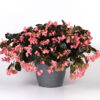 Dragon Wing Begonia