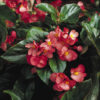 Dragon Wing Begonia