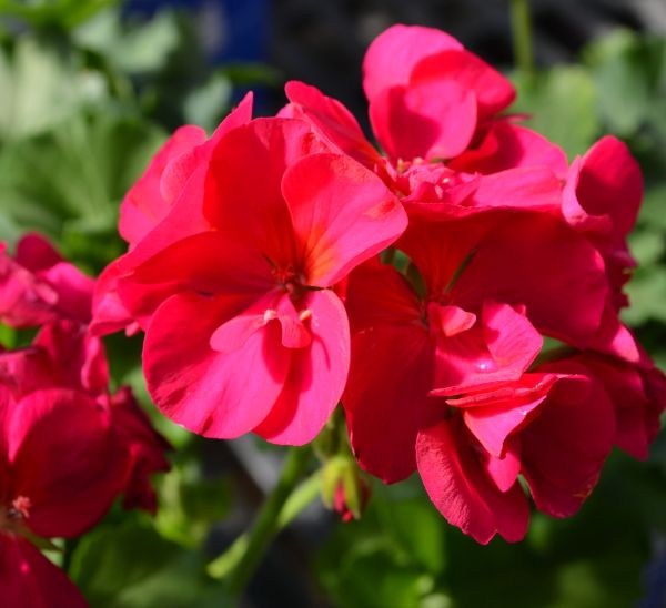 Link to Geraniums product page