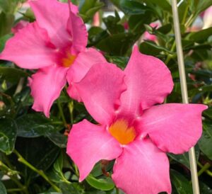 Pink Mandevilla vine