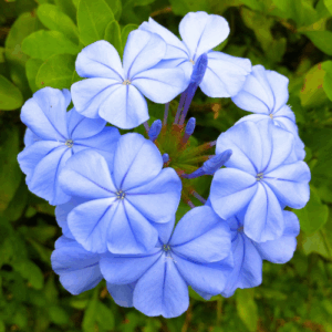 Plumbago