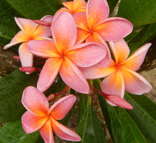 Link to Plumeria product page