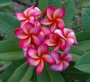 Plumeria Christina