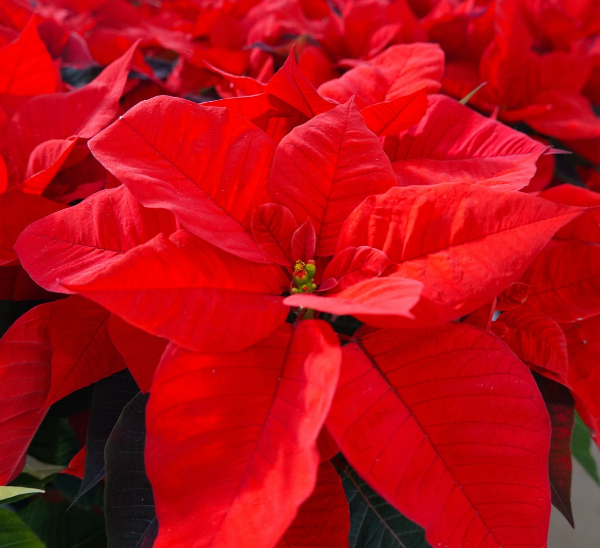 Link to Pre-order 8 inch Poinsettias product page