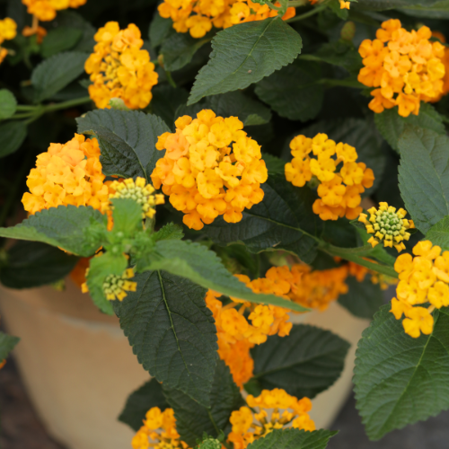 Pollinator Potted Plant