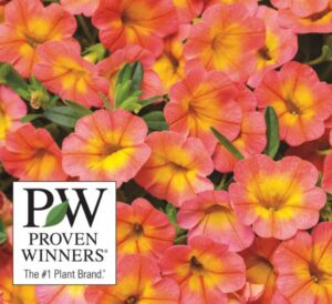 Proven Winners Superbells Coral Sun