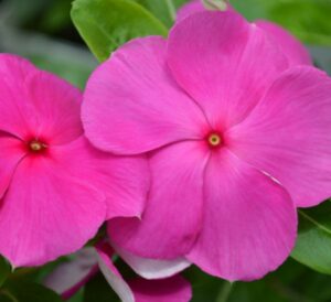 Punch Cora XDR Vinca