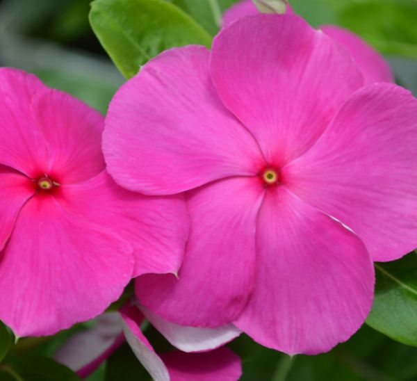 Link to Cora® XDR Vinca product page