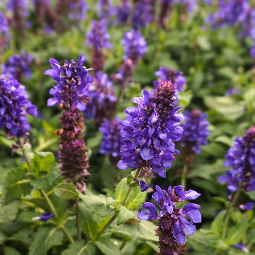 Purple Salvia