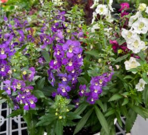Purple Angelonia