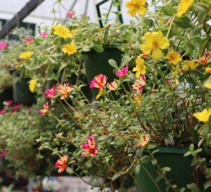 Purslane Hanging Basket