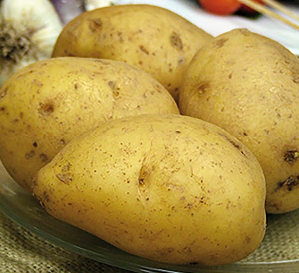 Queen Anne Organic Potato