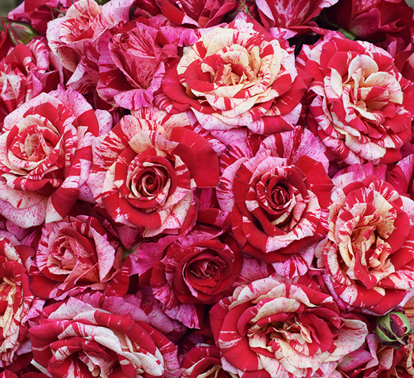 Avant Garde Rose