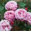 Cathedral Bells Rose