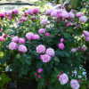 Cathedral Bells Rose