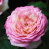 Marc Chagall Rose
