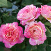 Marc Chagall Rose