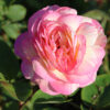 Marc Chagall Rose