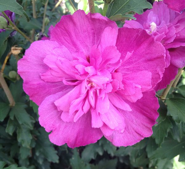 Link to Althea Shrubs product page
