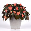Dragon Wing Begonia