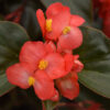 Dragon Wing Begonia