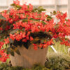 Dragon Wing Begonia