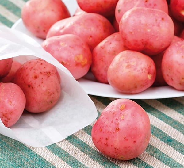 https://www.calloways.com/wp-content/uploads/Red-Norland-Potato-5065565161.jpg