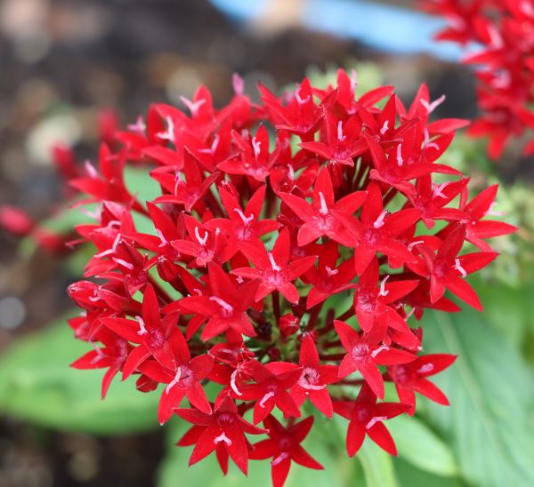 Link to Pentas product page