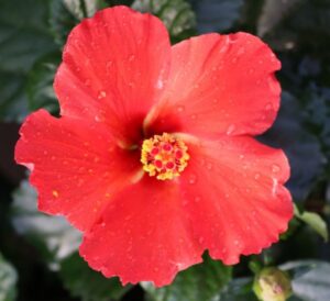 Red Tropical Hibiscus