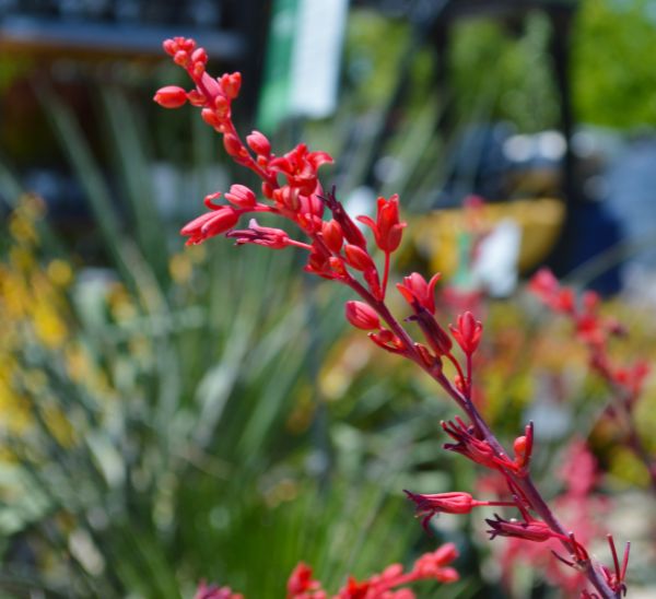 Link to Waterwise Shrubs product page