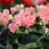 pink Rieger Begonia