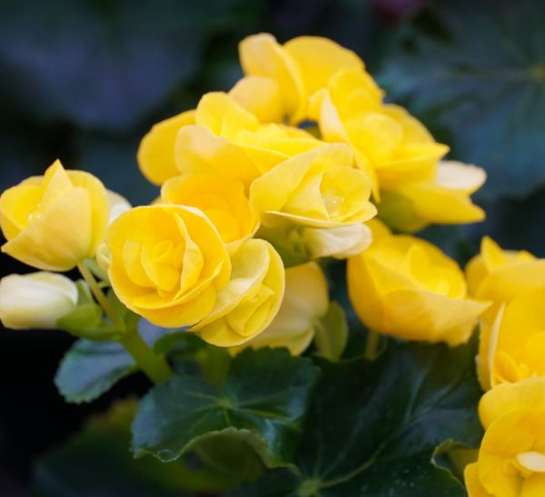 Early Spring Color