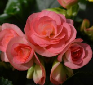 Rieger Begonias