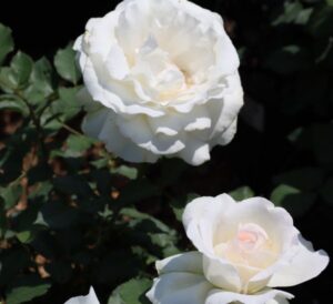 Rose Shirley's Bouquet